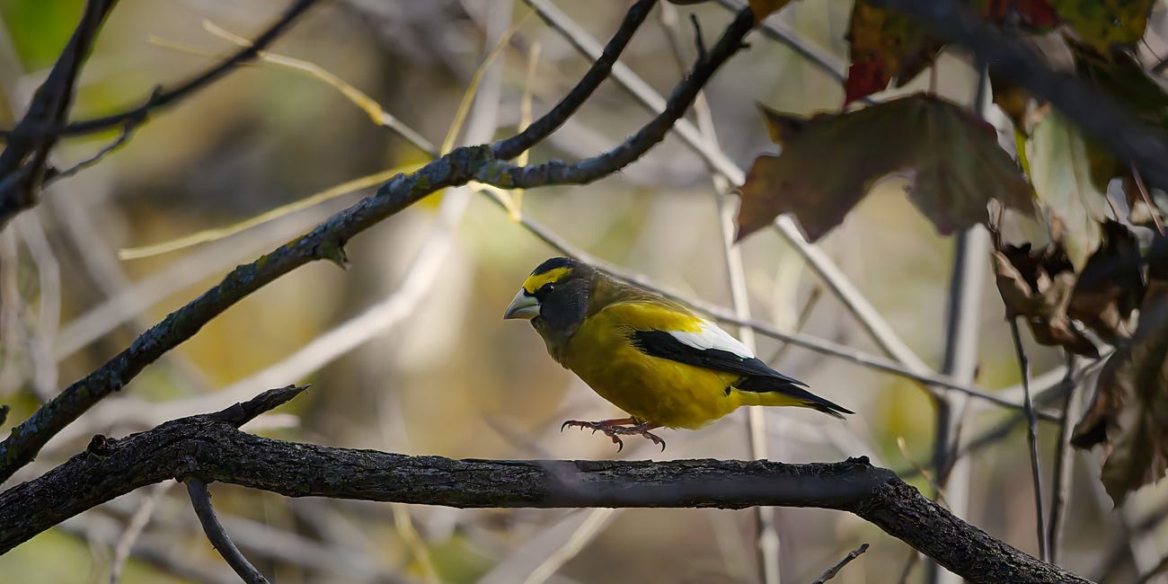 Winter Wildlife, Book Launches, and Bird Counts Highlight OSFN's December Calendar
