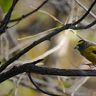 Winter Wildlife, Book Launches, and Bird Counts Highlight OSFN's December Calendar