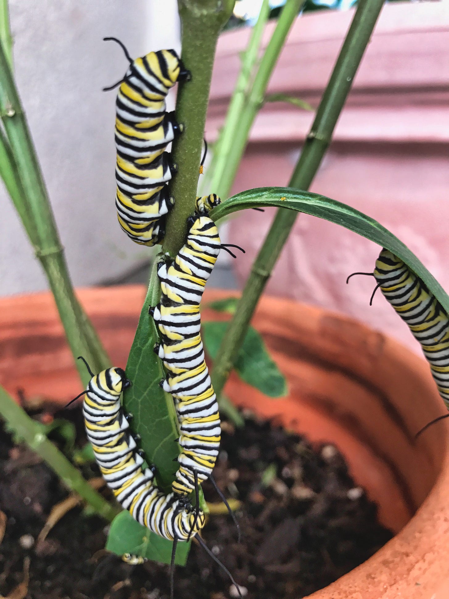 Three Monarch butterfly caterpillars eating the leaves of a butterfly bush