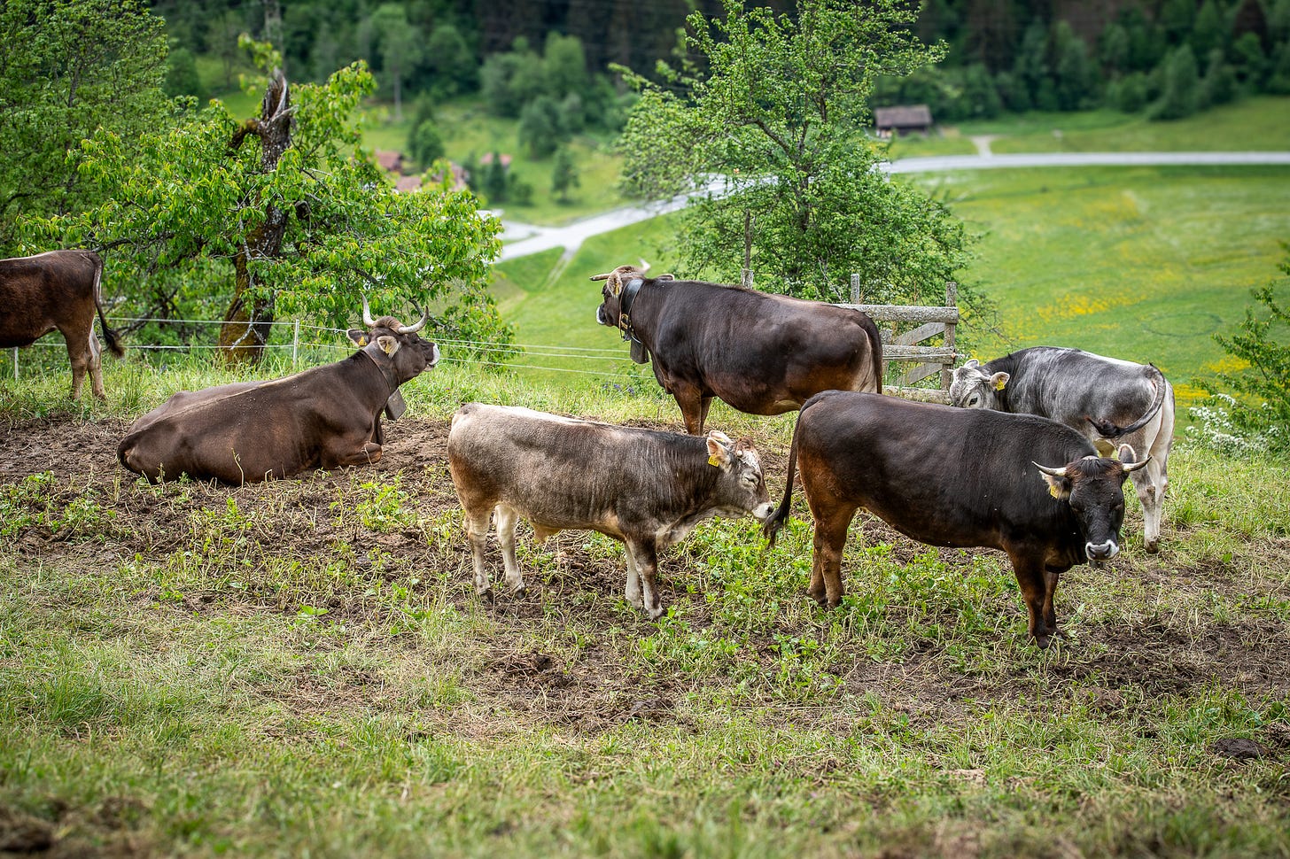 Mehrere Grauvieh-Rinder stehen und liegen auf einer leicht abschüssigen Bergweide. Die Tiere tragen Hörner und Glocken, eines liegt im Vordergrund im braunen Erdbereich, während andere grasend oder ruhend verteilt sind. Hinter ihnen sieht man Obstbäume, Zäune und eine weite grüne Landschaft mit Wiesen und einem Weg im Tal.