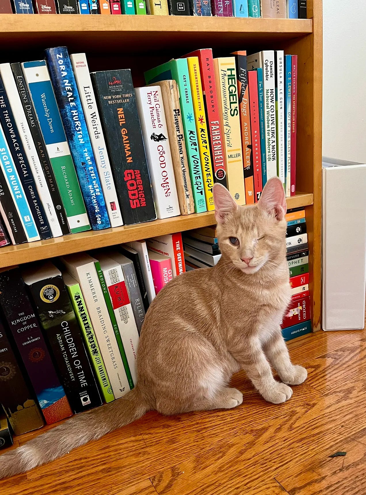 Chester being adorable in front of a book shelf Chester being adorable in front of a book shelf