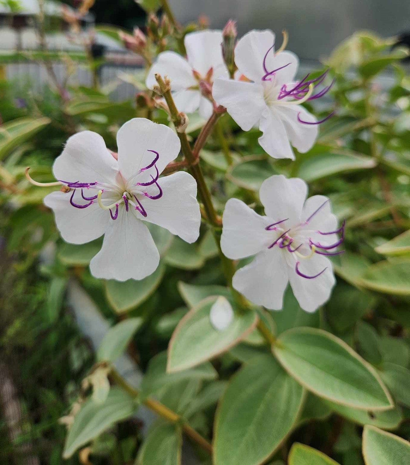 tibouchina 'elsa'