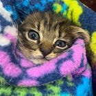 Chris Sununu Thinks Chris Christie Should Drop Out, Endorse Nikki Haley, Who Is Not Named Chris