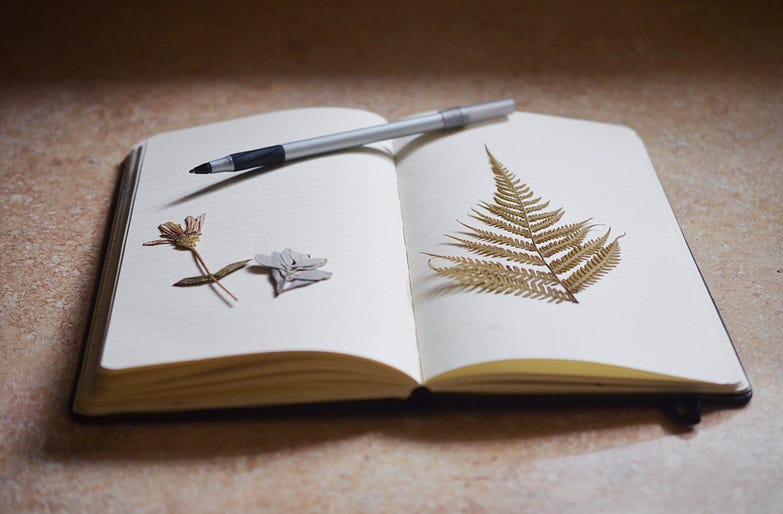 Un cuaderno y un bolígrafo junto a varias hojas naturales disecadas.