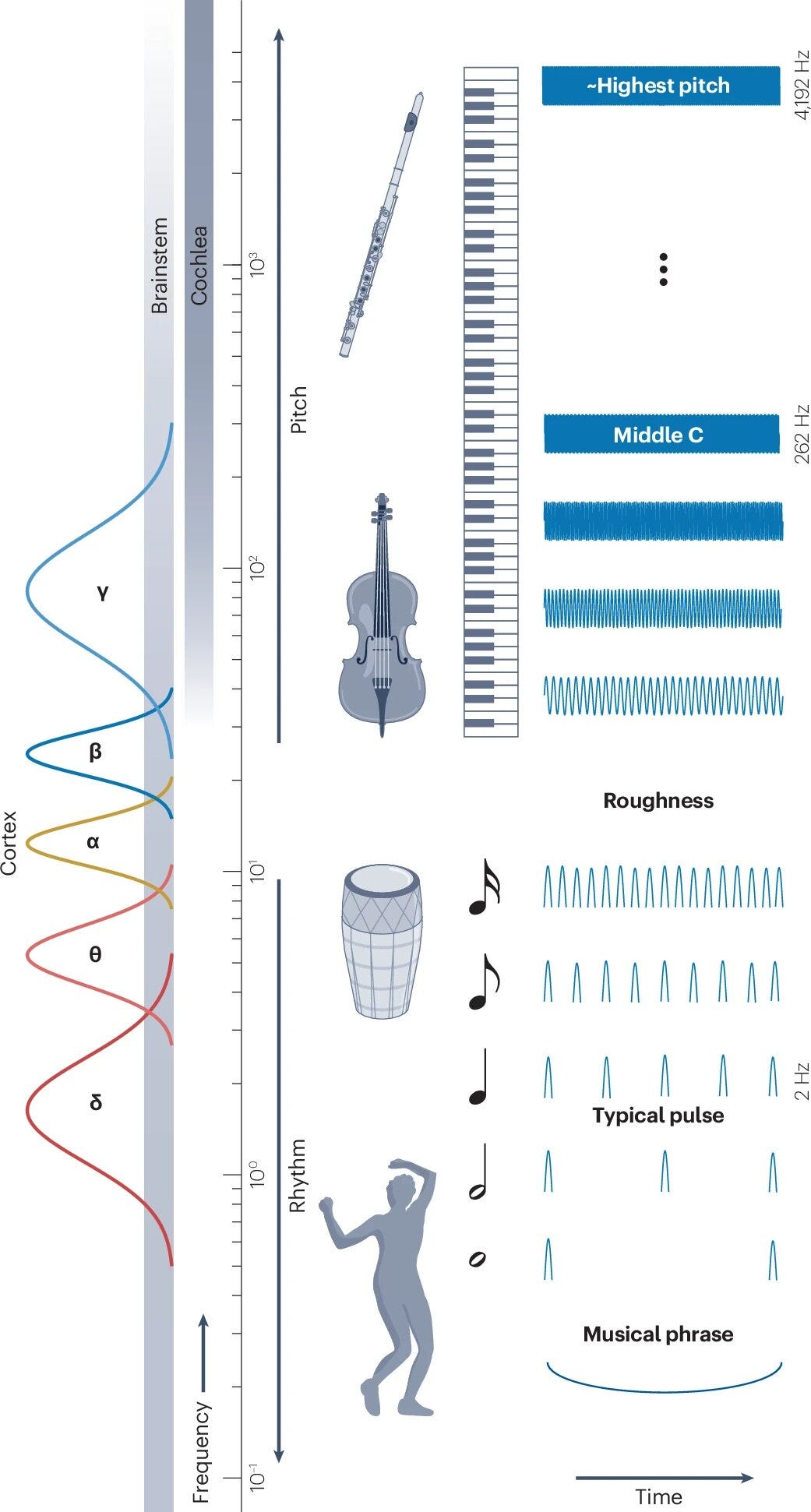 Research: We don't just hear music, we become it