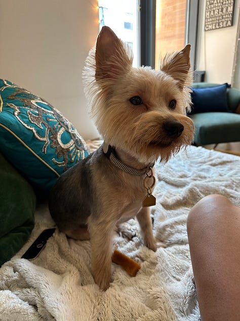 three images of a perfect terrier thing