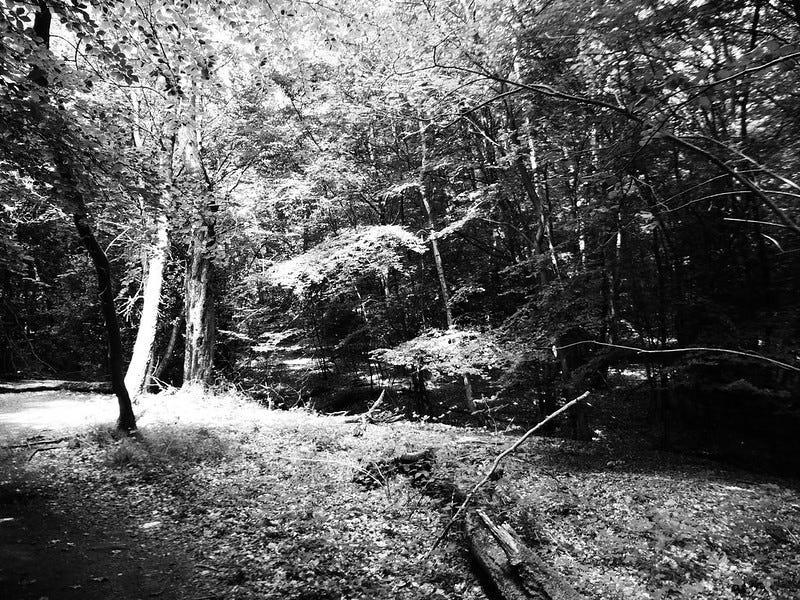Epping Forest, by Terry Freedman
