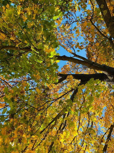 1. looking up into the vibrant yellow and green leaves of a tall tree 2. kate, wearing a yellow-sleeved shirt, standing in the sun under a yellow tree and smiling at the camera 3. closeup of yellow and green leaves, vivid and translucent as stained glass