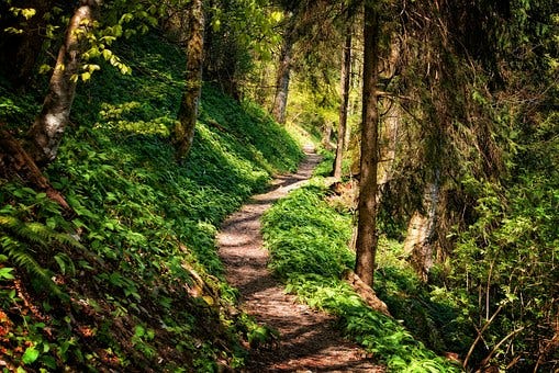 Path, Forest, Hike, Nature, Trail