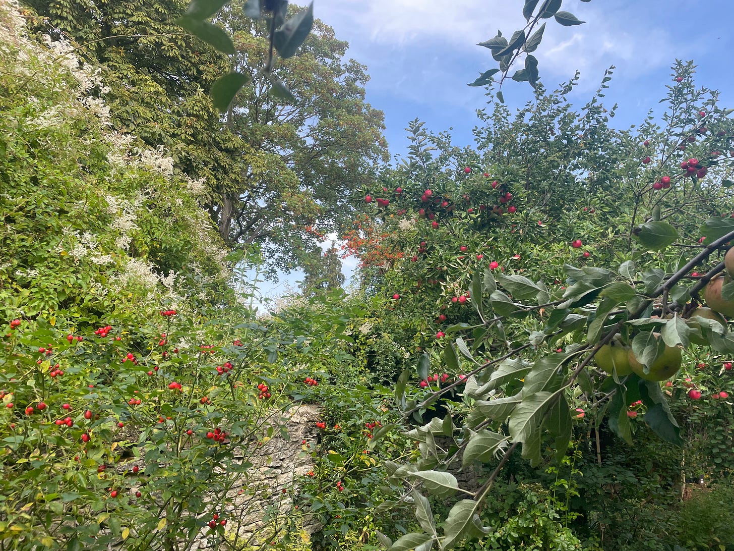 A mass of green bushes and trees with red berries and fruits and white flowers