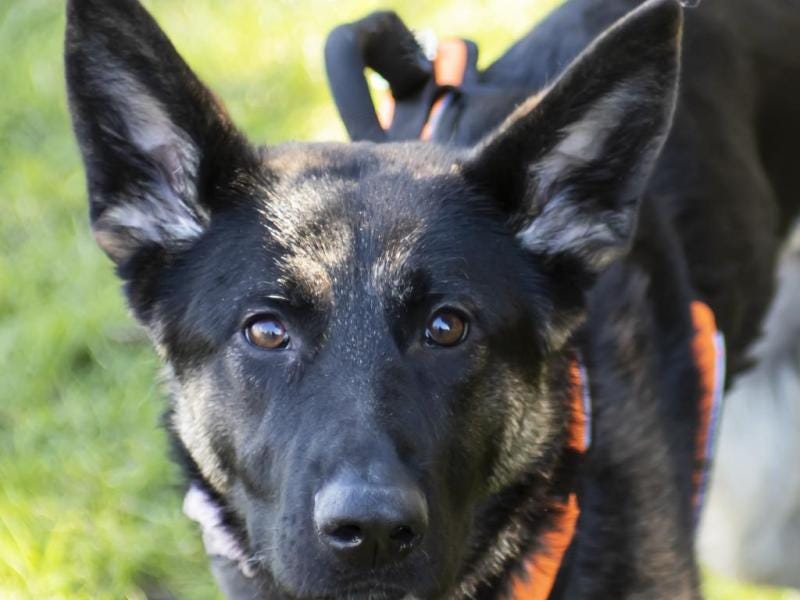 Meet Dee-Dee: The tri-legged German Shepherd Mix who loves life