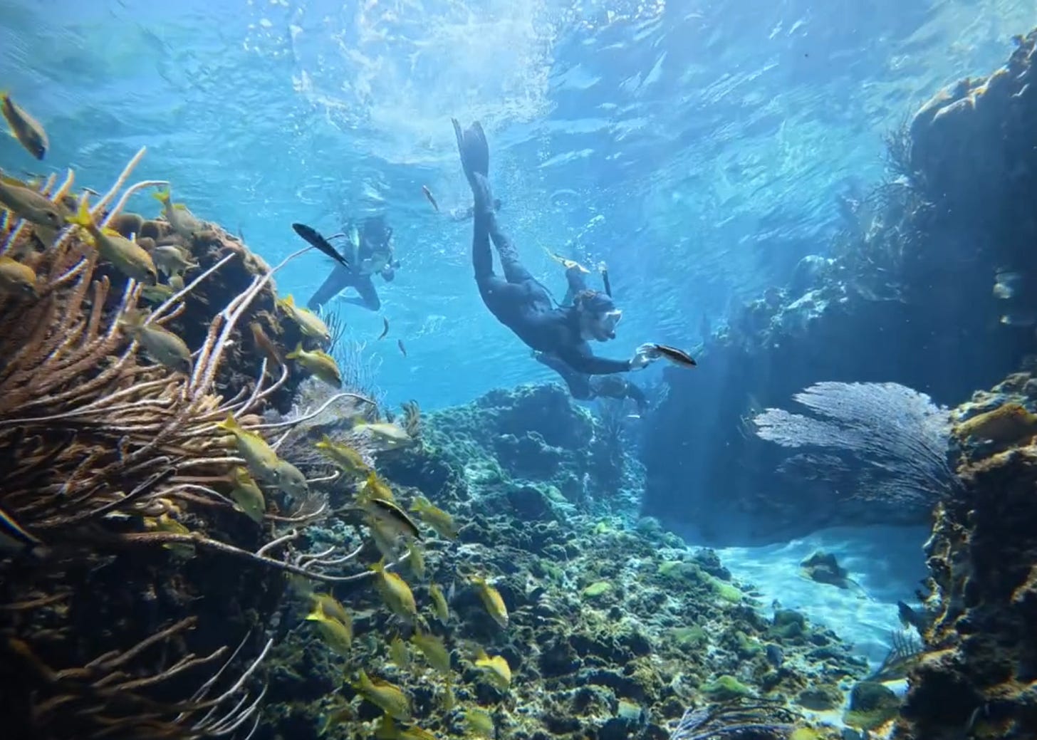 Snorkeler's diving down into coral reef in clear turquoise water with yellow fish in the foreground Snorkeler's diving down into coral reef in clear turquoise water with yellow fish in the foreground