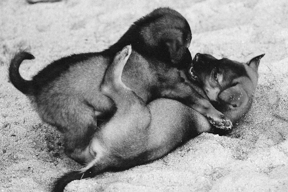 Free Two puppies playfully wrestling in sand, captured in black and white for a classic look. Stock Photo