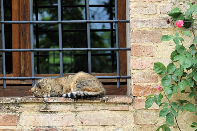 Cat sleeping on a windowsill