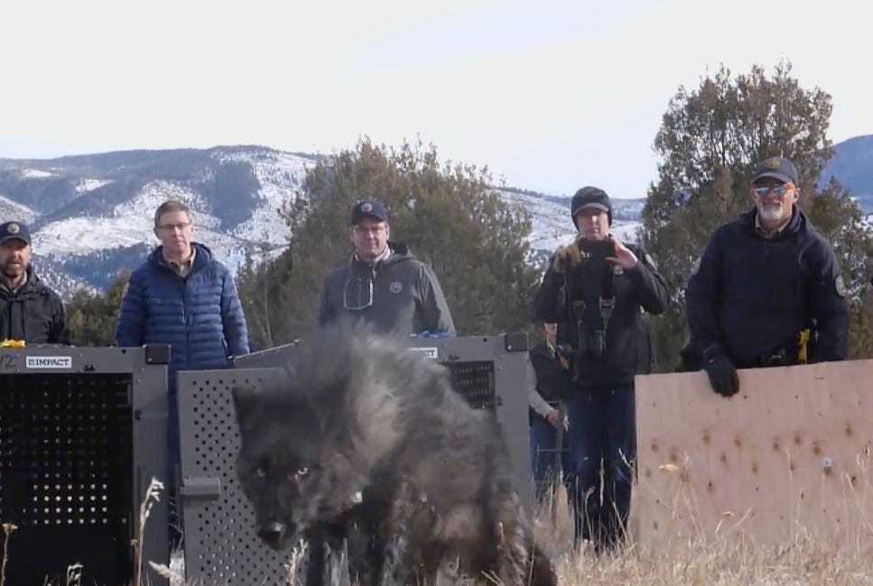 First Wolves Released in Colorado 