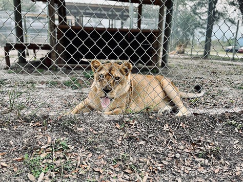 liger, tiger, lion, bear, peacock, wallaby, animals, pens