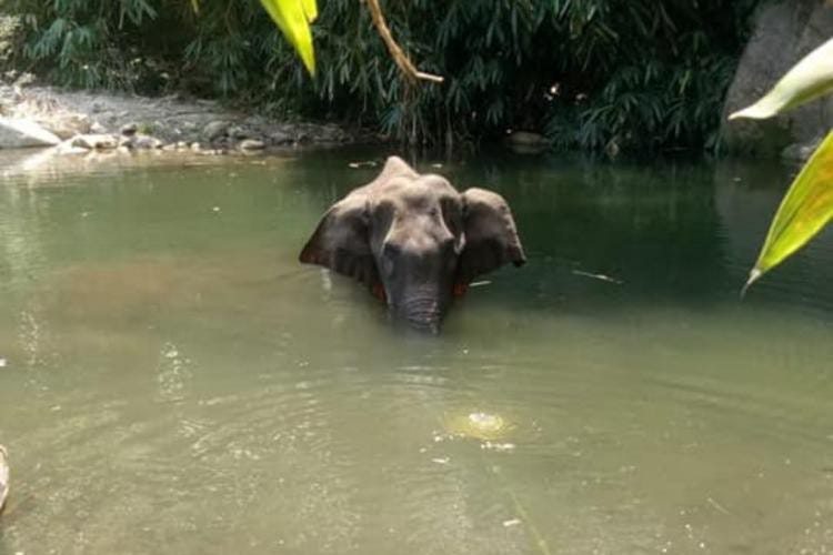 Pregnant elephant