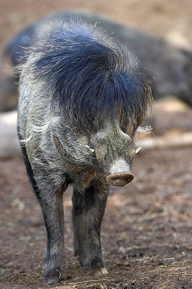 r/NatureIsFuckingLit - 🔥 Questo è il Maiale Spinato Visayan, un cinghiale con un'acconciatura fantastica 🔥
