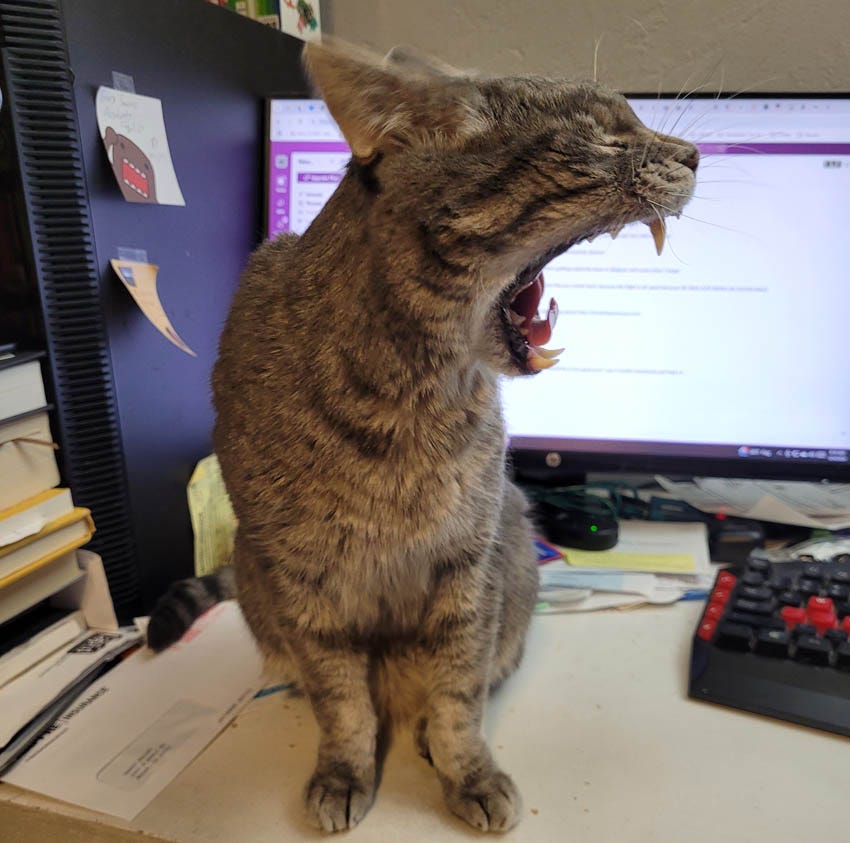 A grey tabby cat sitting on a cluttered desk in front of a computer yawns extravagantly. 