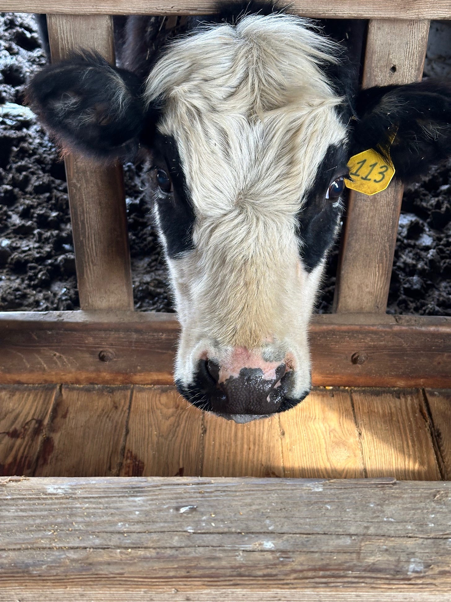 Angus Hereford Cross    Here's the beef! 
