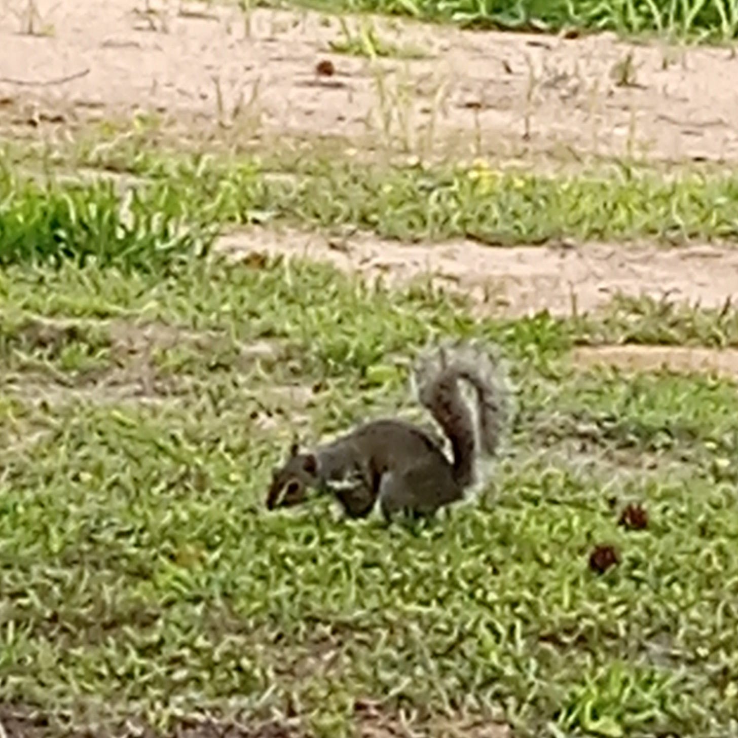 A squirrel searching through grass, actively gathering food.