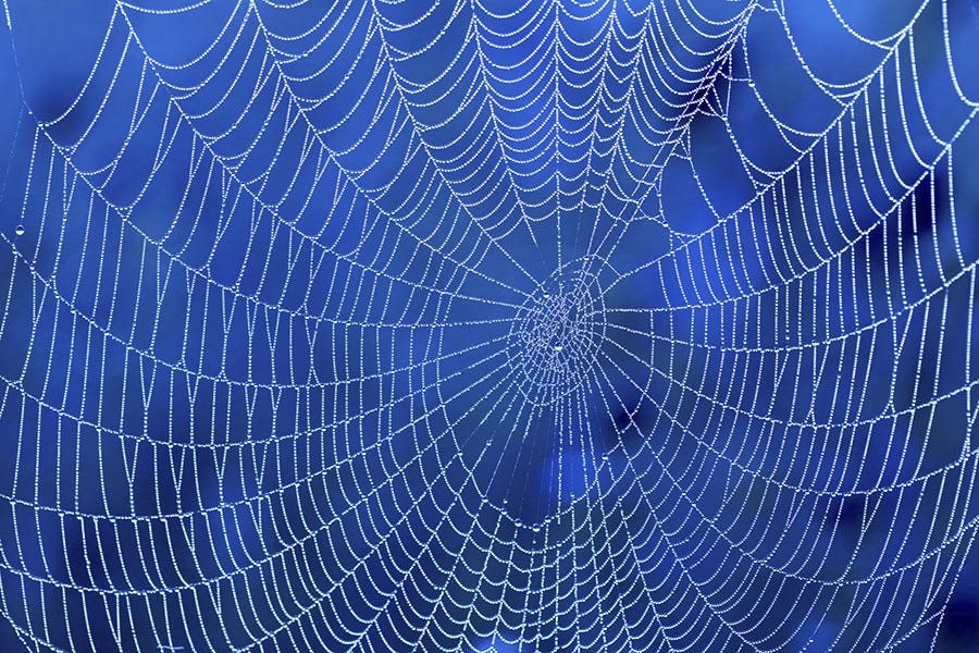 Amazing spider silk: Super-elastic proteins key to spider web's  stretchiness | Hub