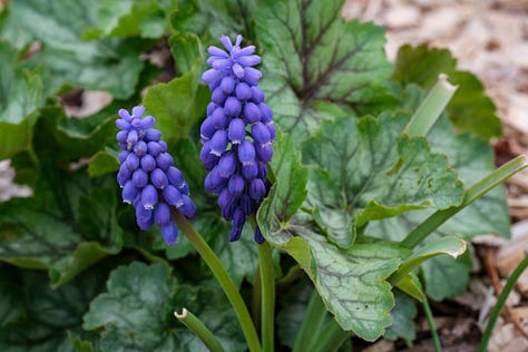 muscari (grape hyacinths)