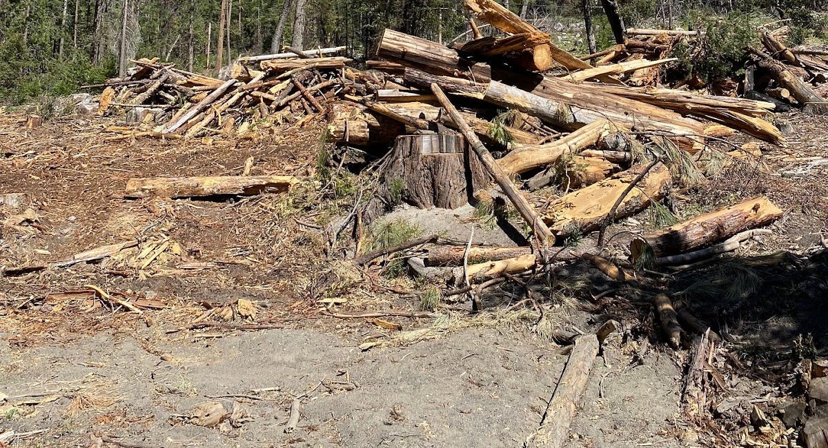 Logging in National Parks Has Arrived: We Didn’t Get Here Overnight