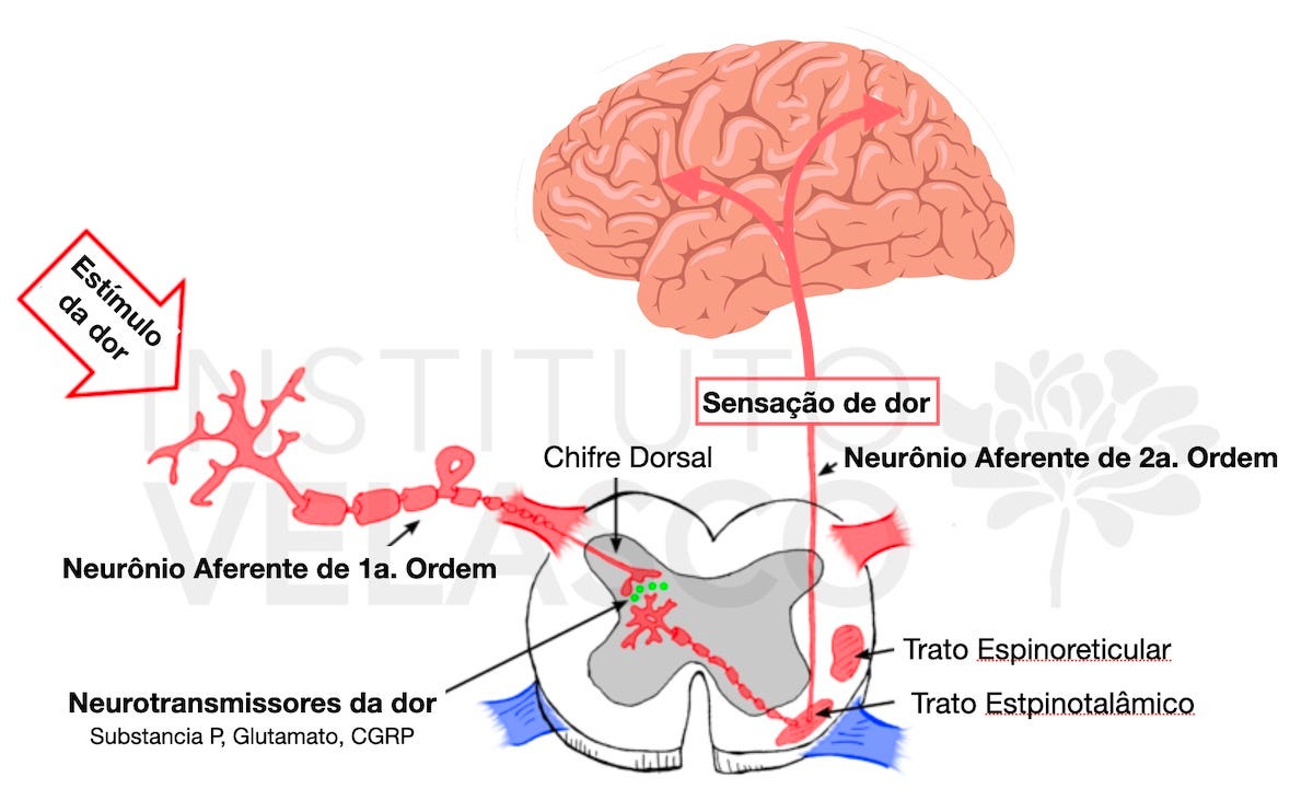 mecanismo da dor, toxina botulínica