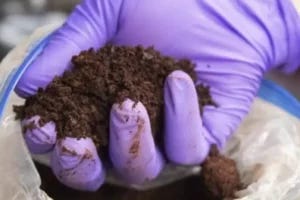 Biology has already been harvesting and harnessing the power of rare earths for millennia, especially in a class of bacteria called "methylotrophs." Credit: Patrick Mansell/Penn State