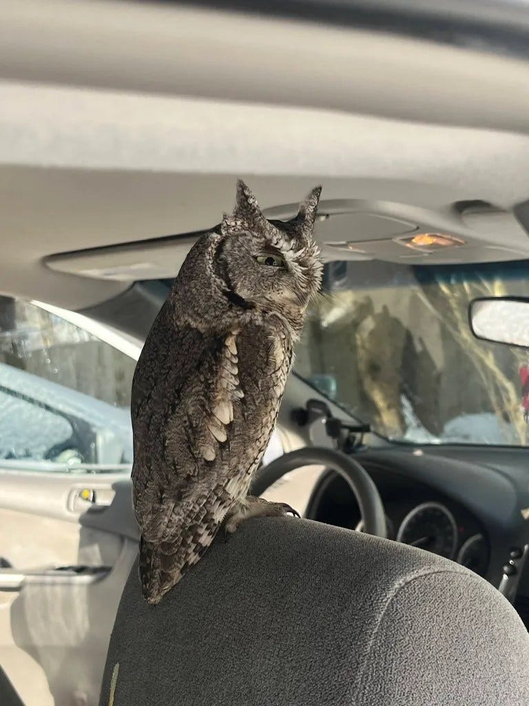 A screech owl perched on the headrest inside a car