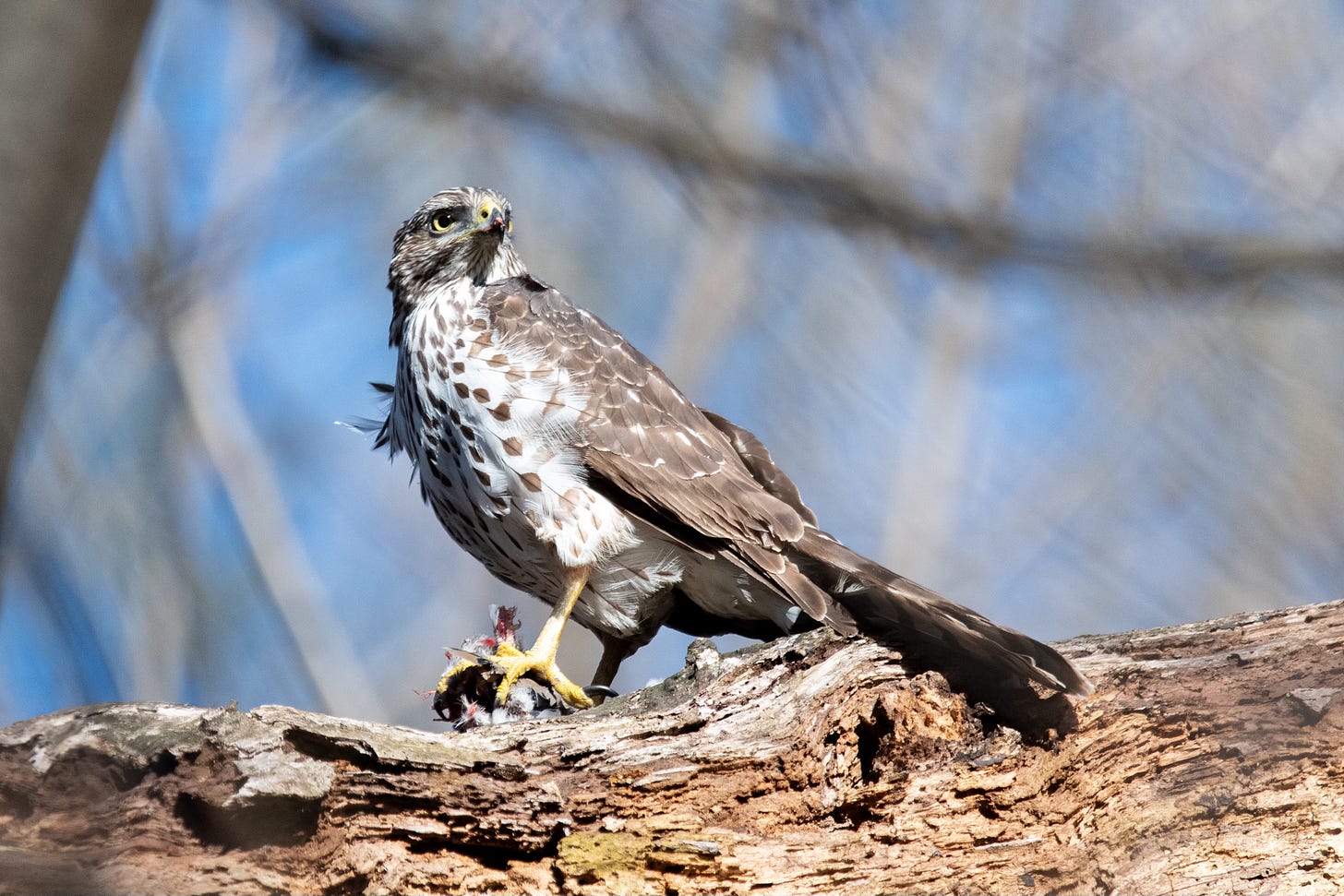 A hawk with a brown back and rich, streaked breast looks away momentarily from the woodpecker that she is eating