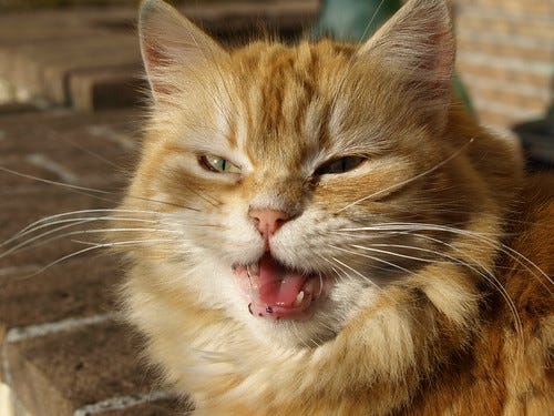Cat Cat