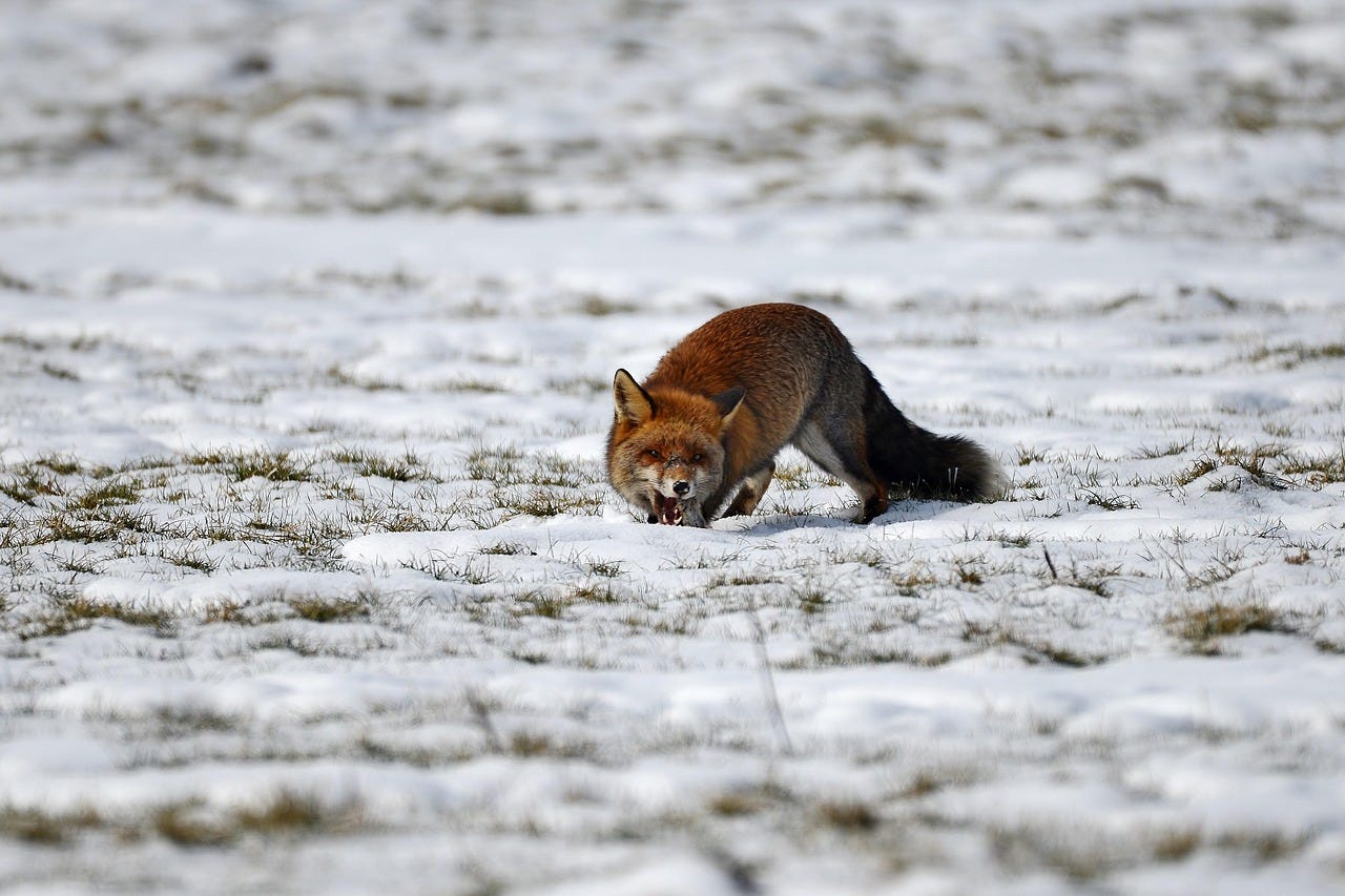 Free Fox Predator photo and picture