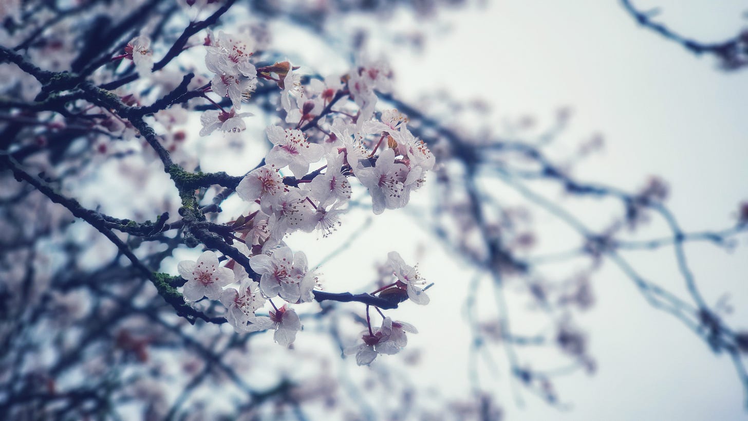 delicate blossom on a winter tree. Spring is bursting out