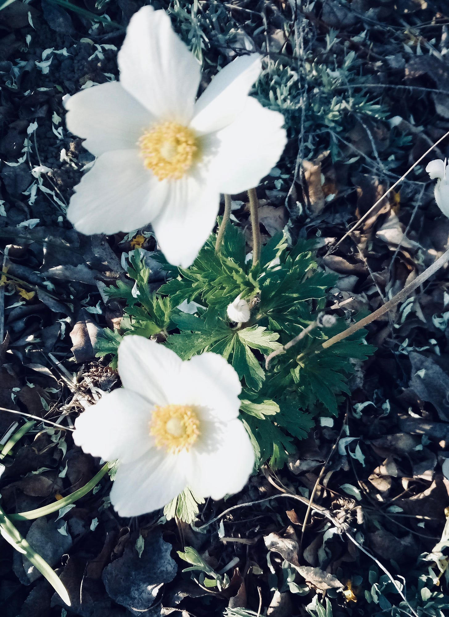 white anenome flowers