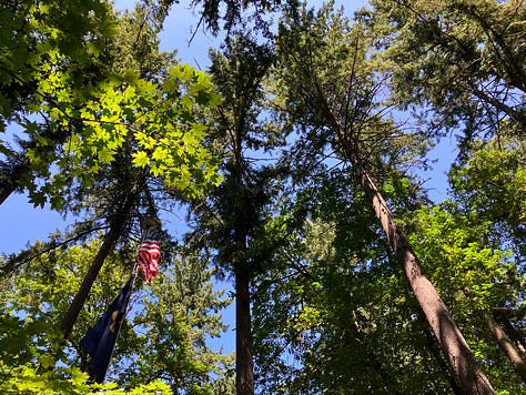 Trees and forests in Oregon