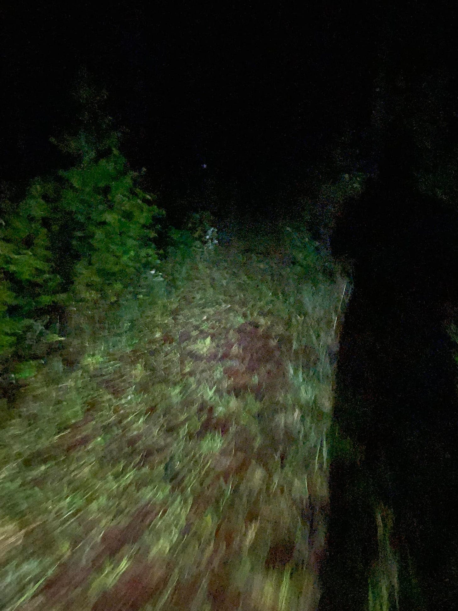 May be an image of tree and nature