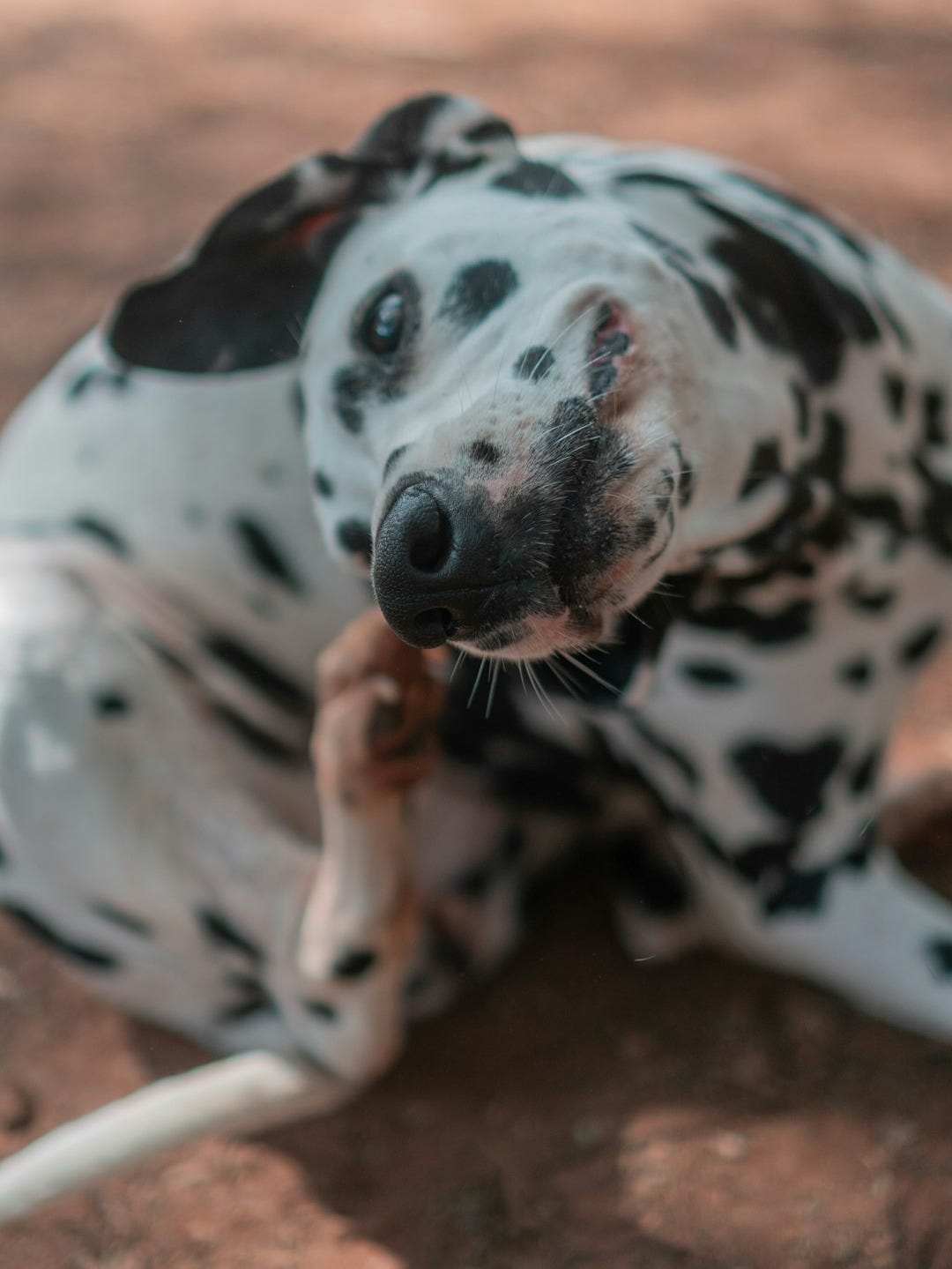 a dalmatian laying on the ground with a stick in its mouth