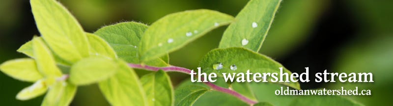 Leaves and the text "The watershed stream" Leaves and the text "The watershed stream"