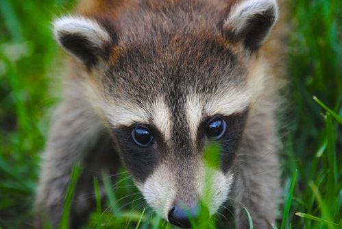 Child: Raccoon in grass