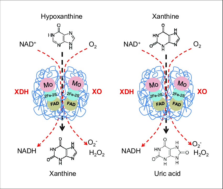 stylized Coco molecules and their reactions--xanthine dehydroenase and xanthine oxidase stylized Coco molecules and their reactions--xanthine dehydroenase and xanthine oxidase