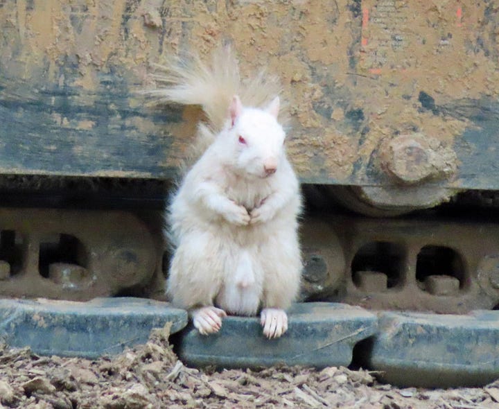 white squirrel on digger; white squirrel in front of cut-down tree