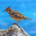 Larkin and Finding Yourself In the Rubble