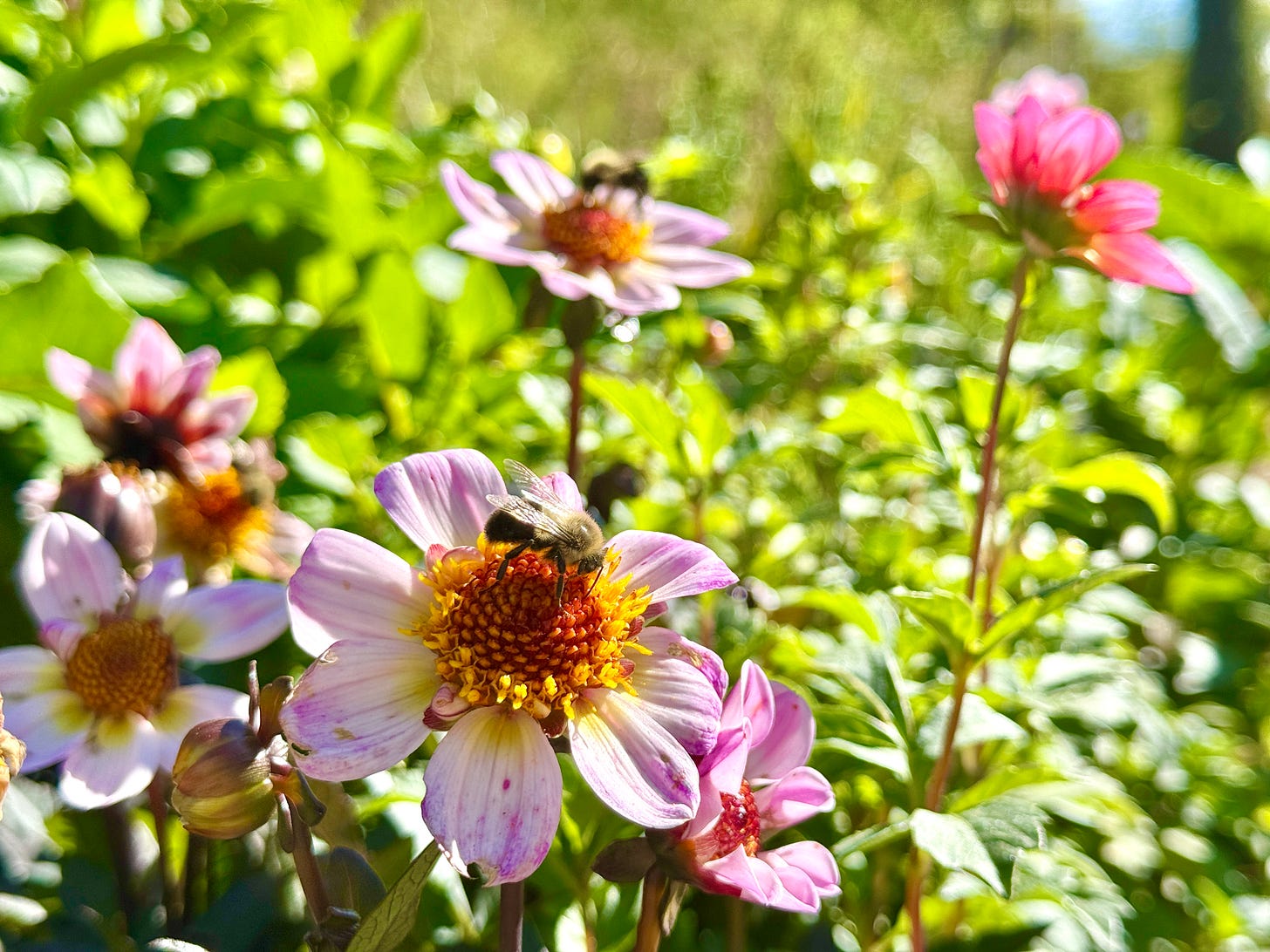 I have stopped deadheading these single-flowered dahlias because the bees love them so much even long after their petals are gone.
