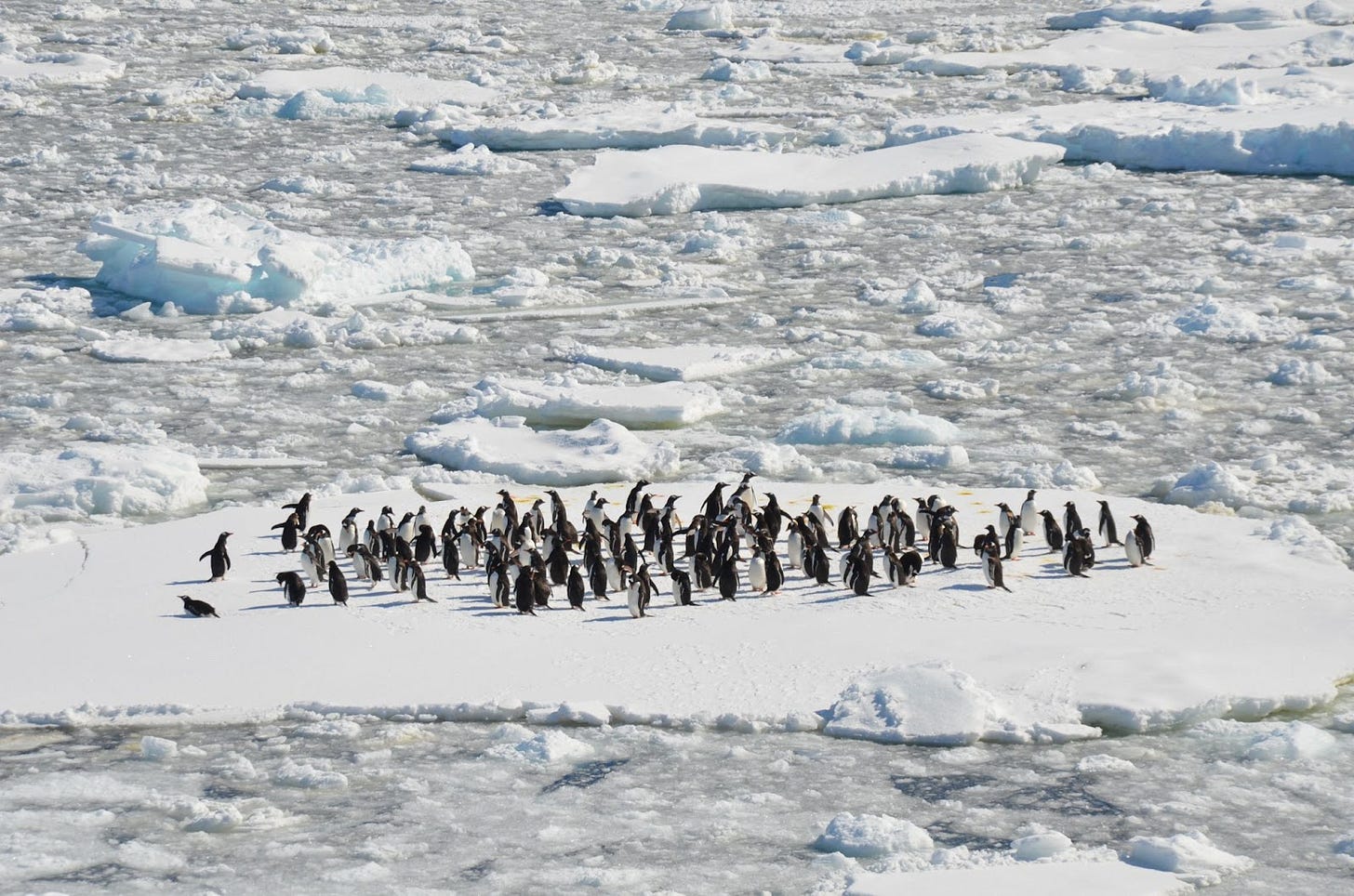 Big group of penguins on a chunk of ice in the middle of an icy ocean Big group of penguins on a chunk of ice in the middle of an icy ocean