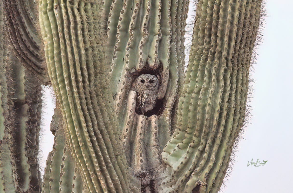 The Giant Saguaro - by Jan Spell