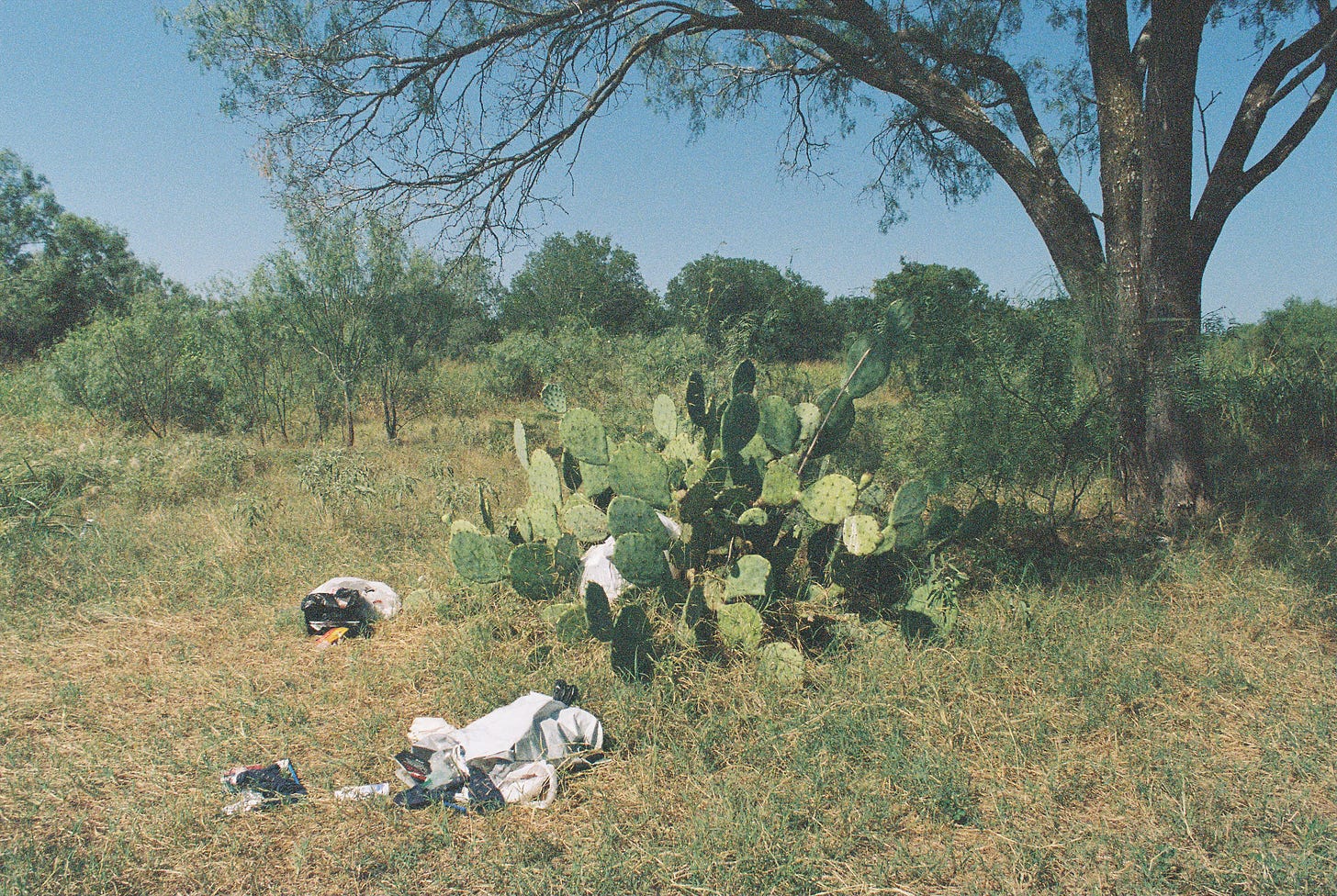 Cactus and trash in a summer field