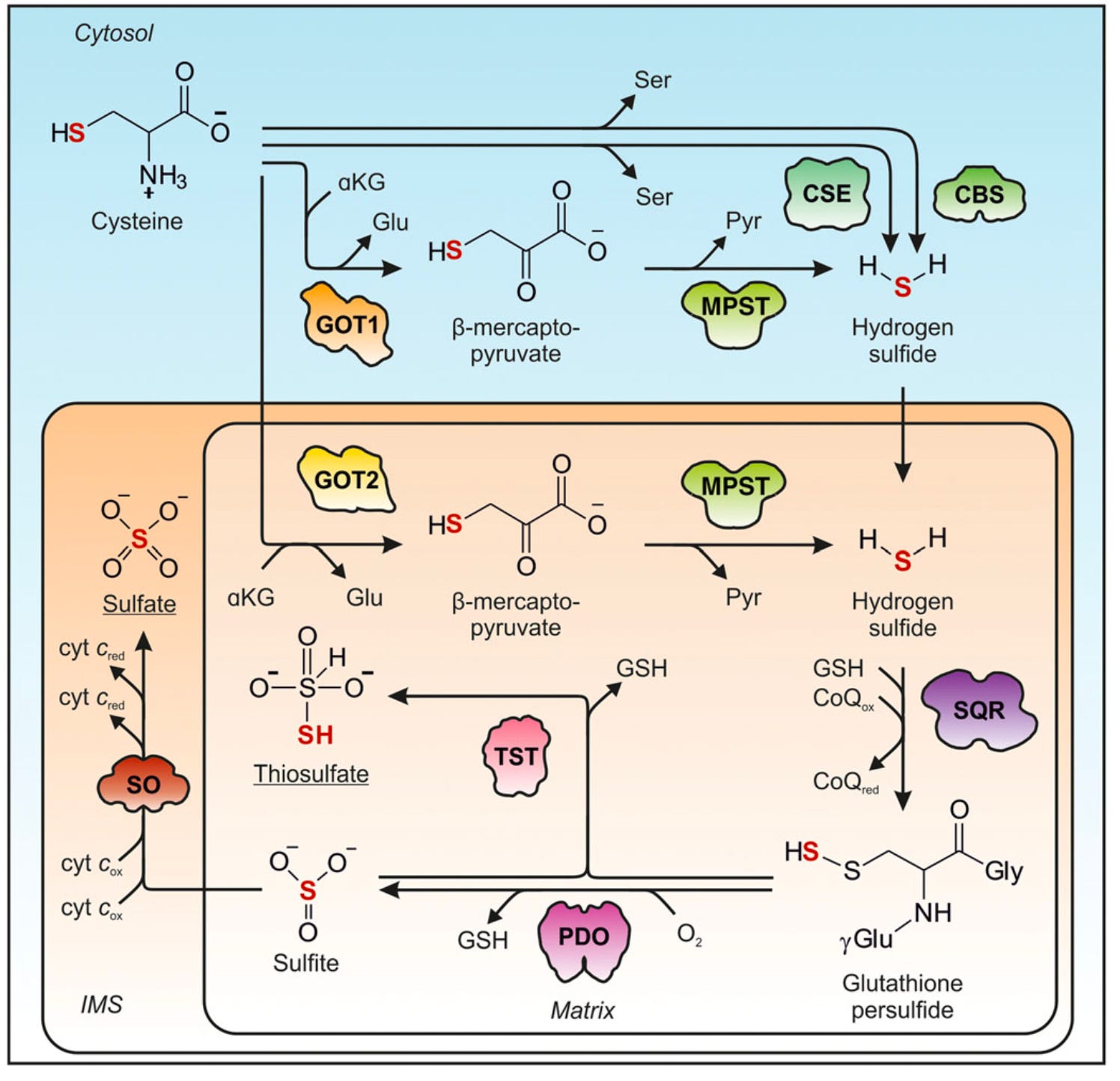hydrogen sulfide and glutathione Current Perspective of as a Novel Gaseous Modulator of Oxidative Stress in Glaucoma Endogenous Hydrogen Sulfide | Encyclopedia