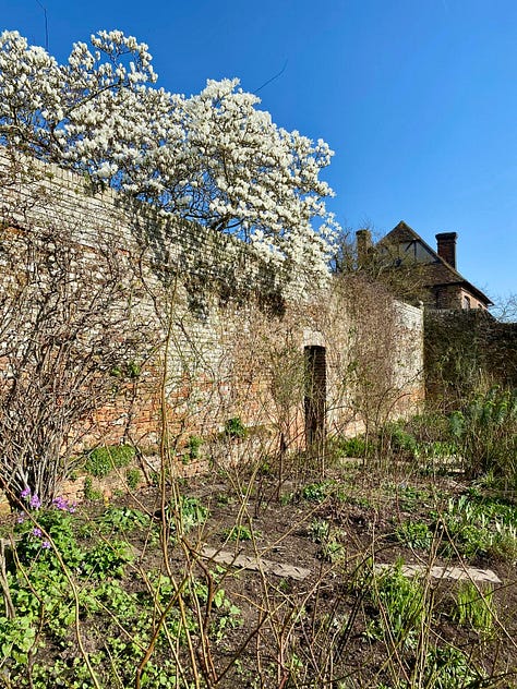 White magnolia tree in full bloom beside historic brick walls and garden buildings under a clear blue spring sky.